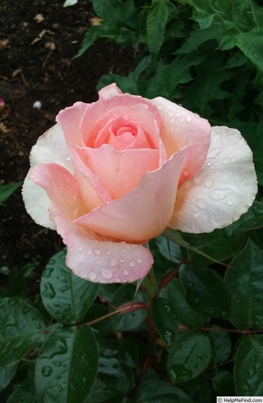 'Hamilton Gardens' rose photo
