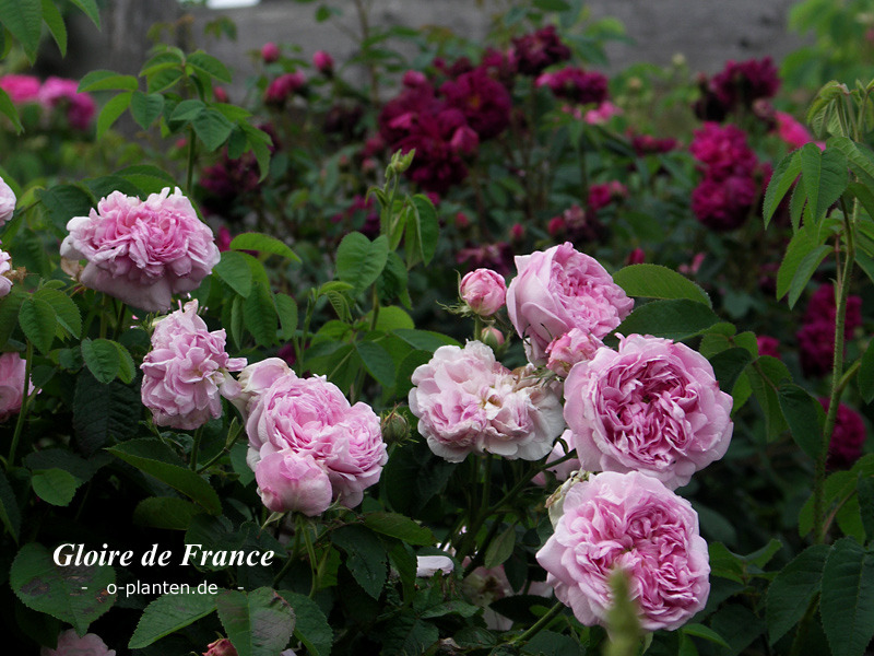 'Gloire de la France' Rose