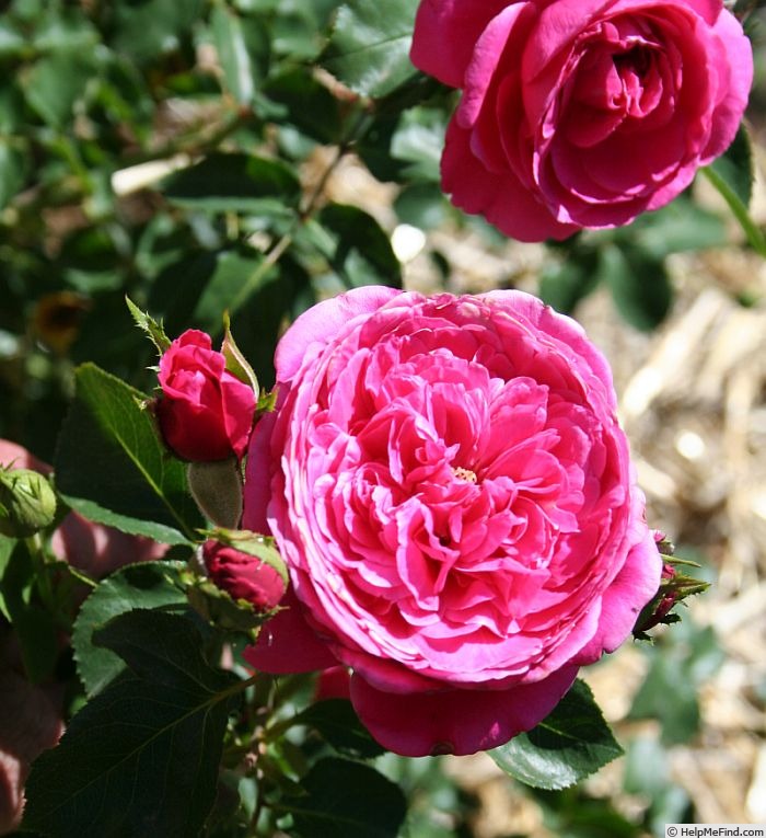 'The Captain of Hearts' rose photo