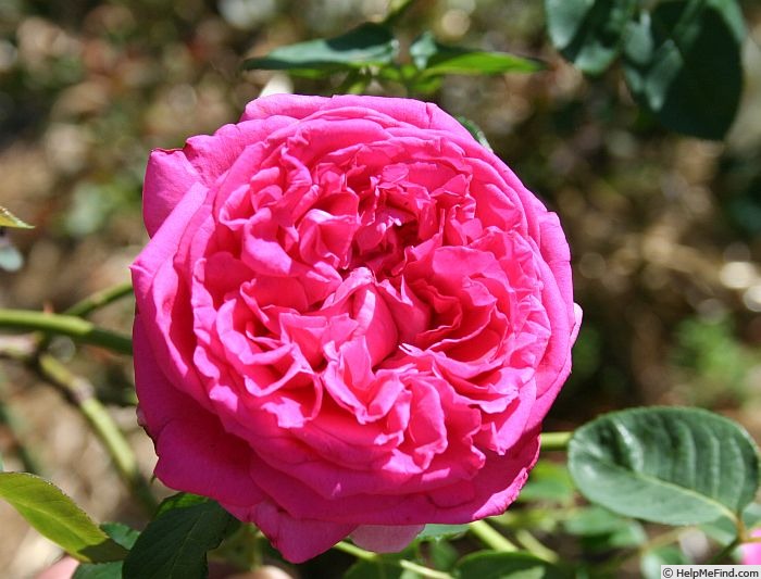 'Dame en Rose' rose photo