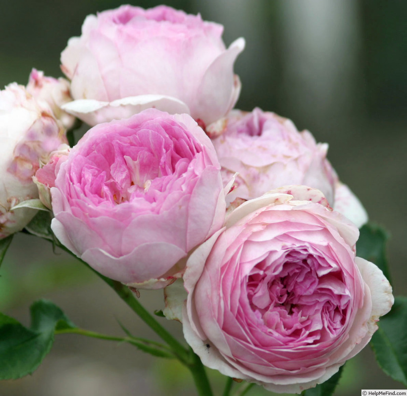 'Vesalius' rose photo