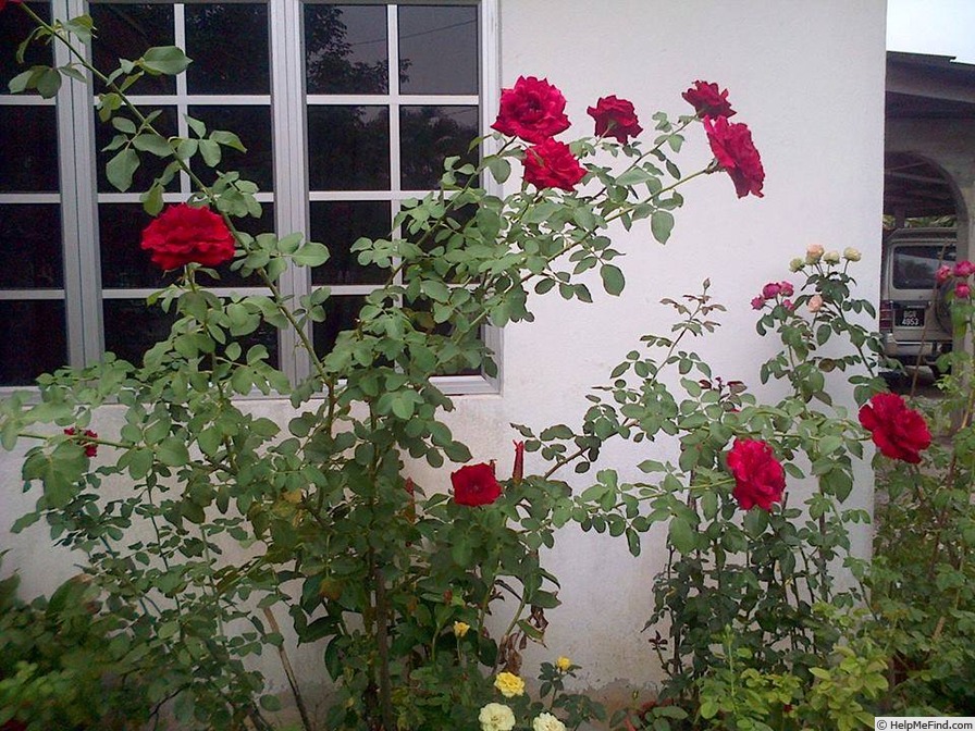 'Don Juan (large flowered climber, Malandrone 1958)' rose photo