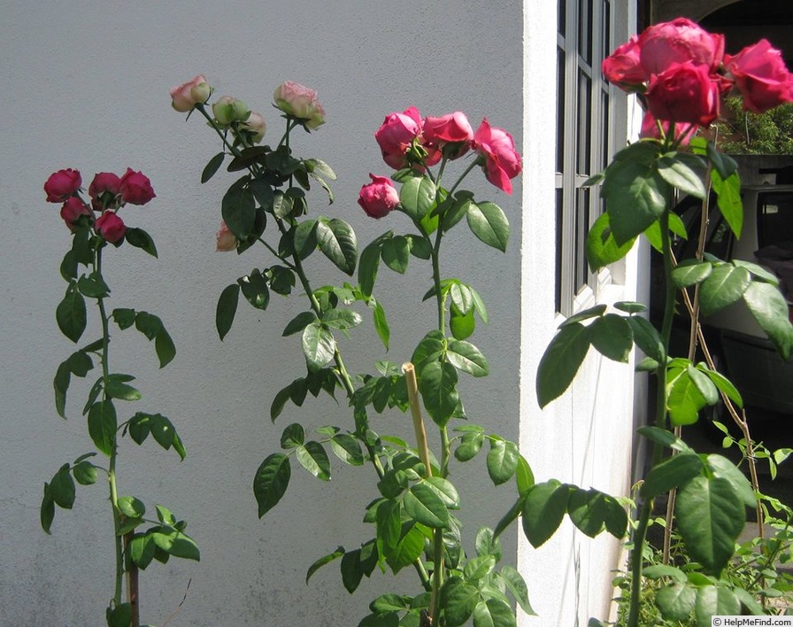 'Red Eden Rose' rose photo