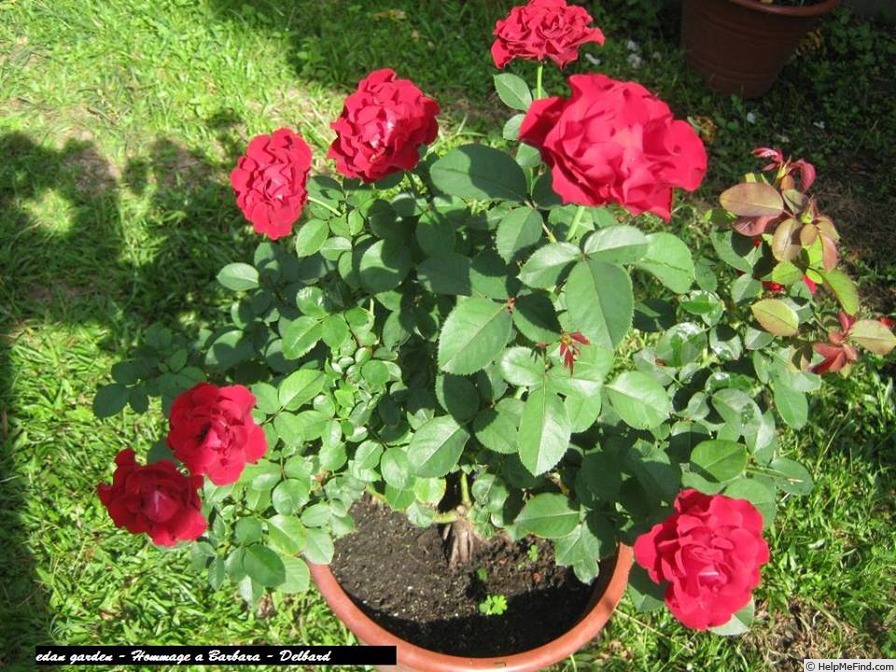 'Hommage à Barbara ®' rose photo