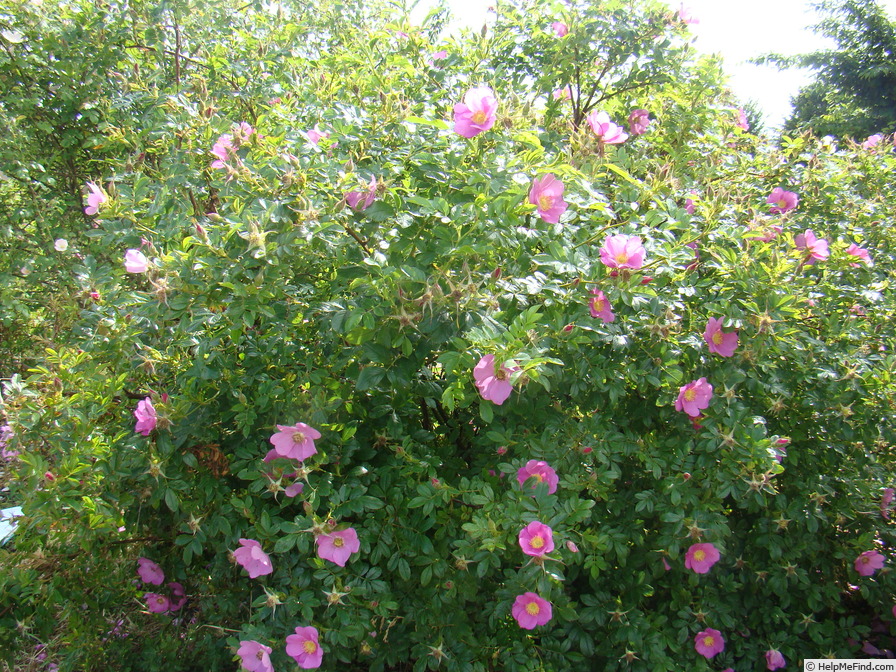 '<i>Rosa</i> X <i>kochiana</i>' rose photo