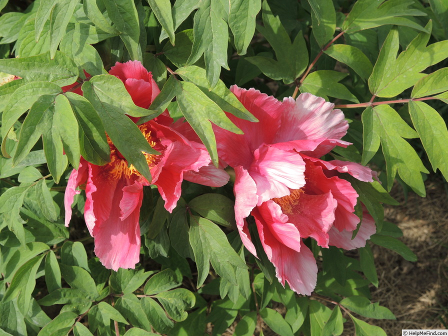 'Sylphide' peony, click to enlarge 'Sylphide' peony photo