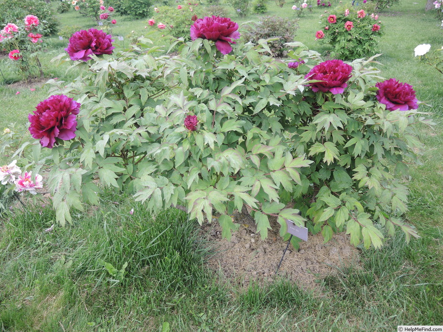 'Rimpou' peony photo