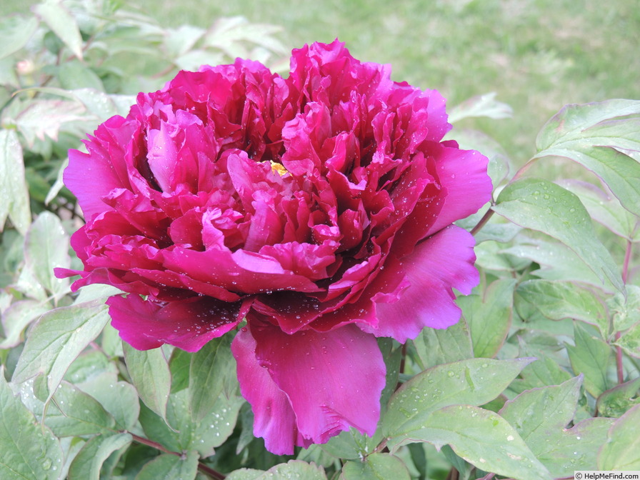 'Rimpou' peony photo