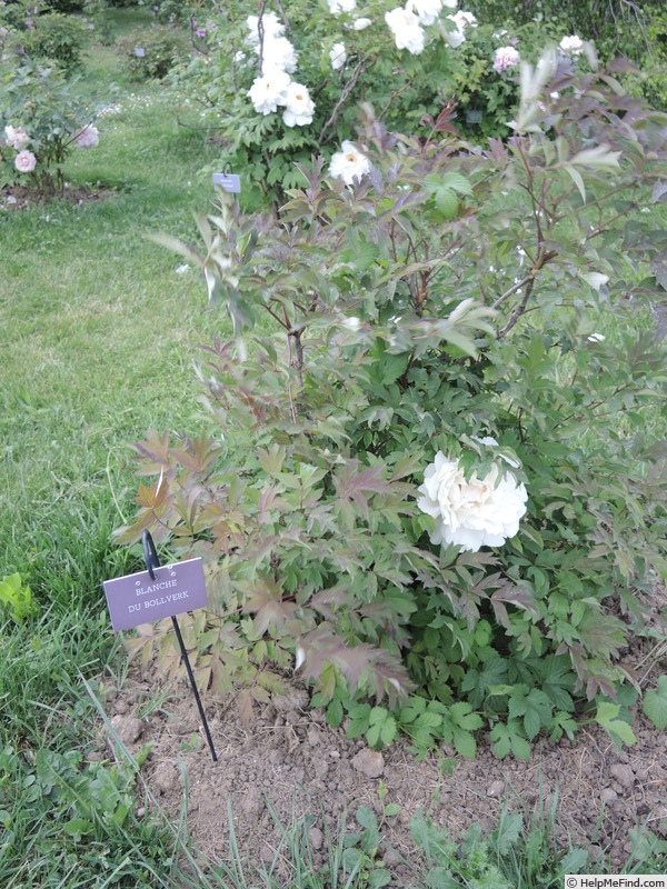 'Blanche du Bollwerk' peony photo