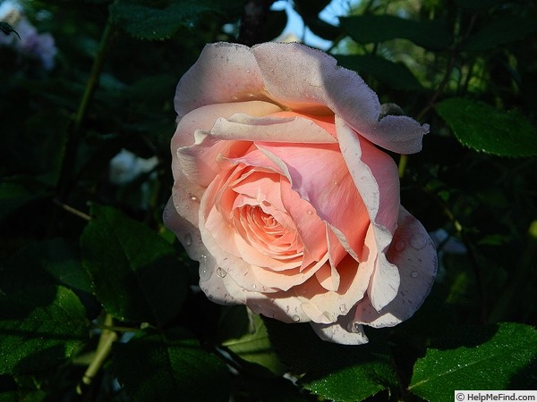 'A Shropshire Lad' rose photo