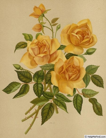 'Ma Capucine' rose photo
