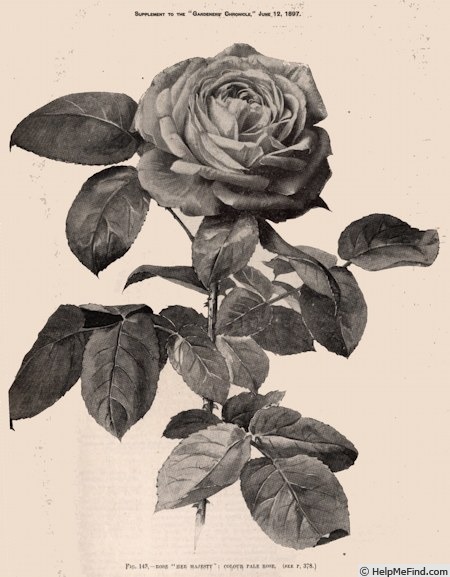 'Her Majesty (Hybrid Perpetual, Bennett, 1878)' rose photo