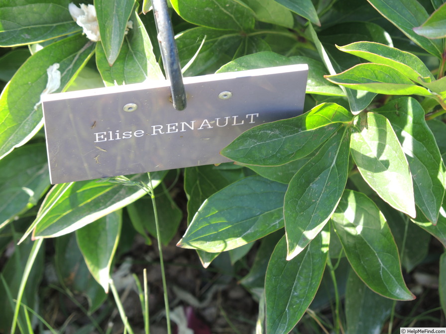 'Elise Renault' peony, click to enlarge 'Elise Renault' peony photo