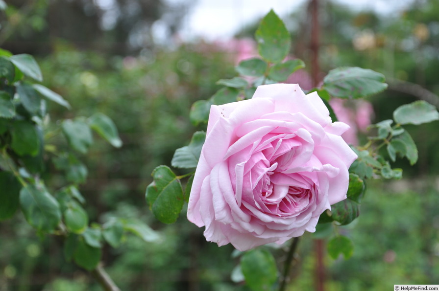 'Madame Moser' rose photo