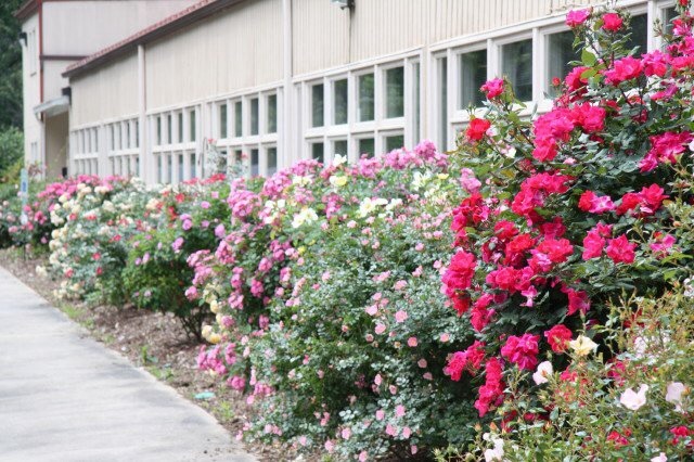 'Asheville-Blue Ridge Rose Society Test Garden'  photo