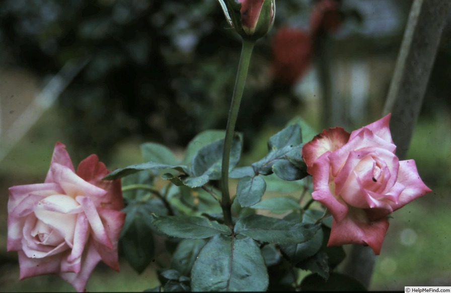 'Ashgrove Jubilee' rose photo