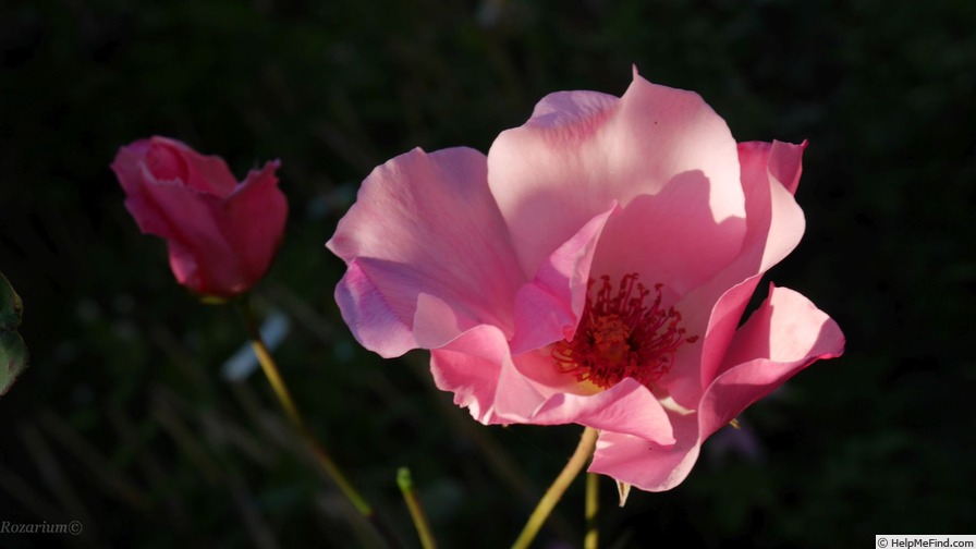 'Dainty Bess' rose photo