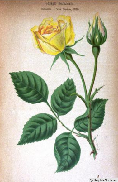 'Joseph Bernacchi' rose photo
