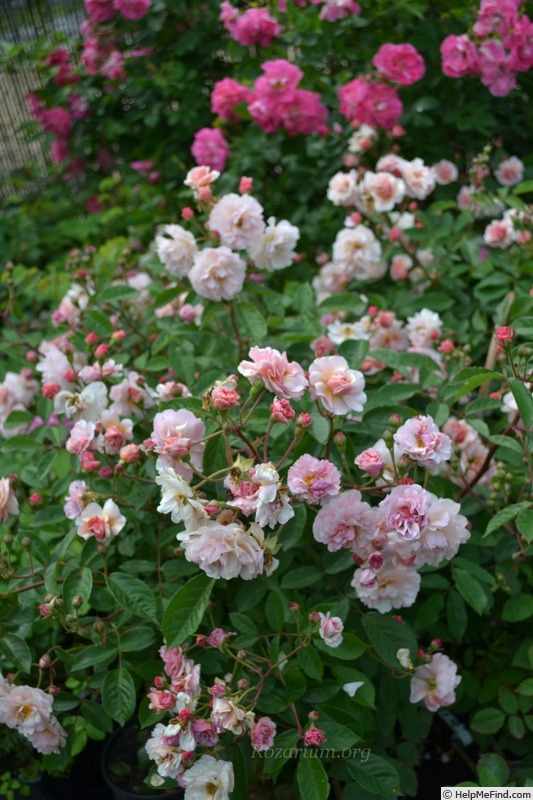 'Cornelia (Hybrid Musk, Pemberton, 1925)' rose photo