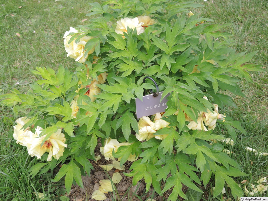 'Age of Gold' peony photo