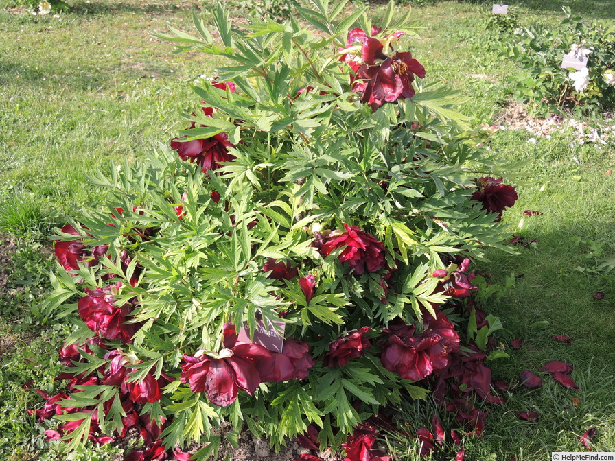 'Black Panther' peony photo