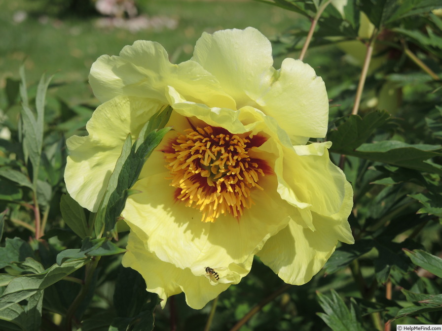 'Golden Bowl' peony, click to enlarge 'Golden Bowl' peony photo