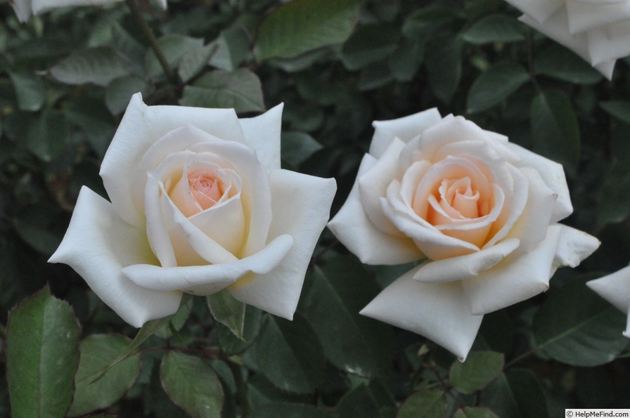 'Jycinda Maree' rose photo