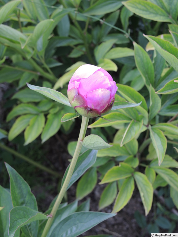 'Margaret Truman' peony photo