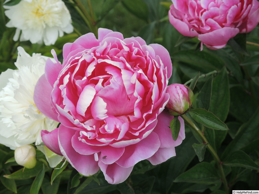 'Margaret Truman' peony photo