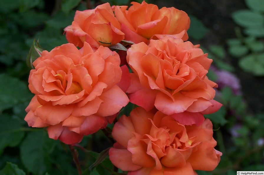 'Ablaze' rose photo