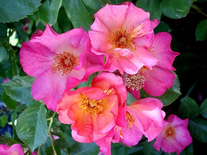 'Yann Arthus-Bertrand ®' rose, click to enlarge 'Yann Arthus-Bertrand ®' rose photo