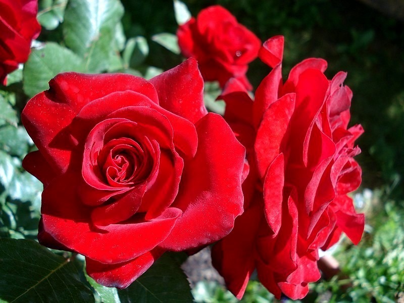 'Glad Tidings' rose photo