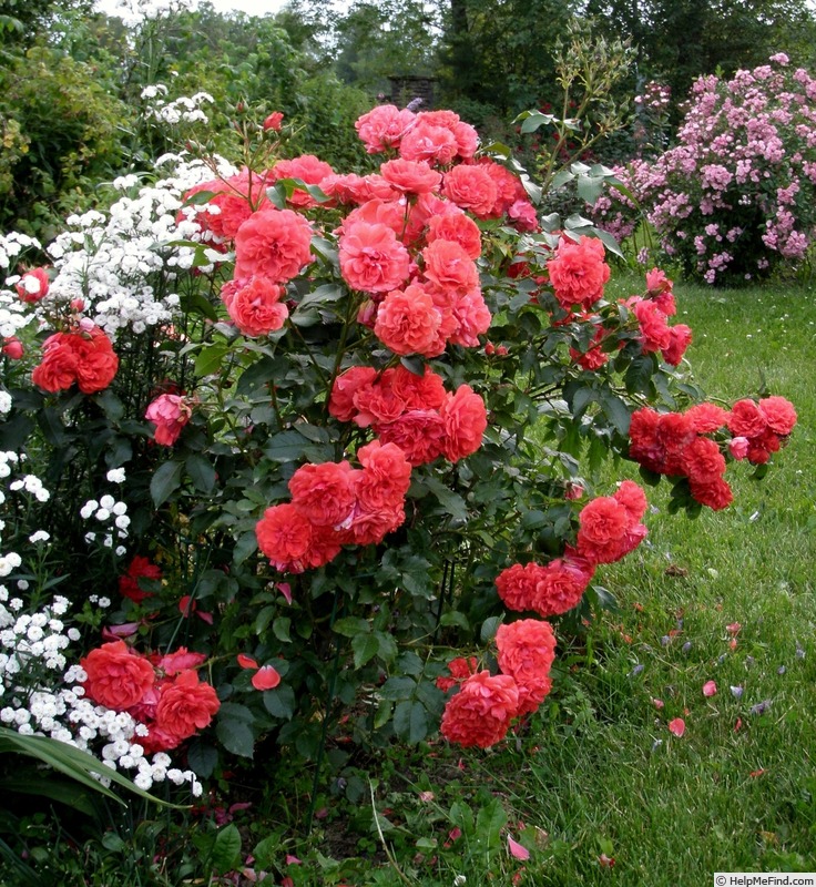 'Uetersens Rosenkönigin' rose photo