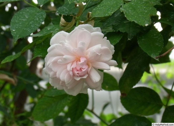'<i>Rosa odorata</i> (Andrews) Sweet' rose photo