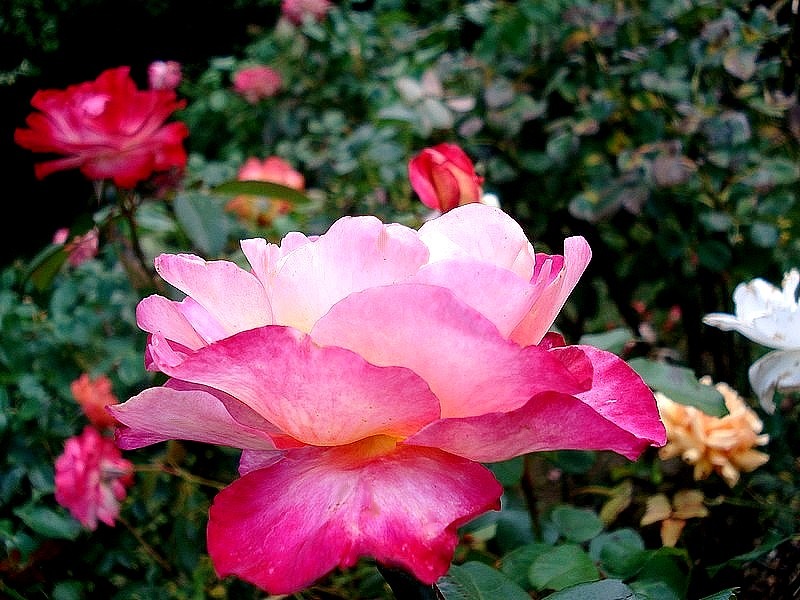 'Starion ® (hybrid tea, Dorieux before 1987)' rose photo