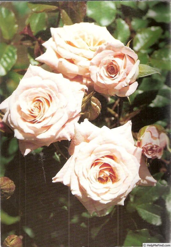 'Rexy's Baby' rose photo
