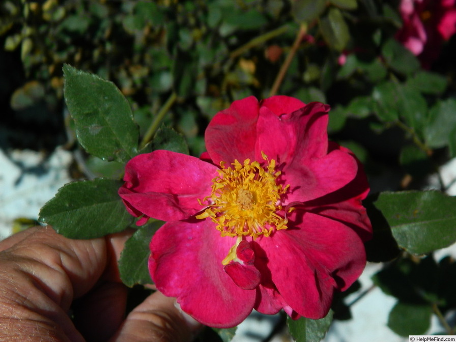 'APMCXSG' rose photo