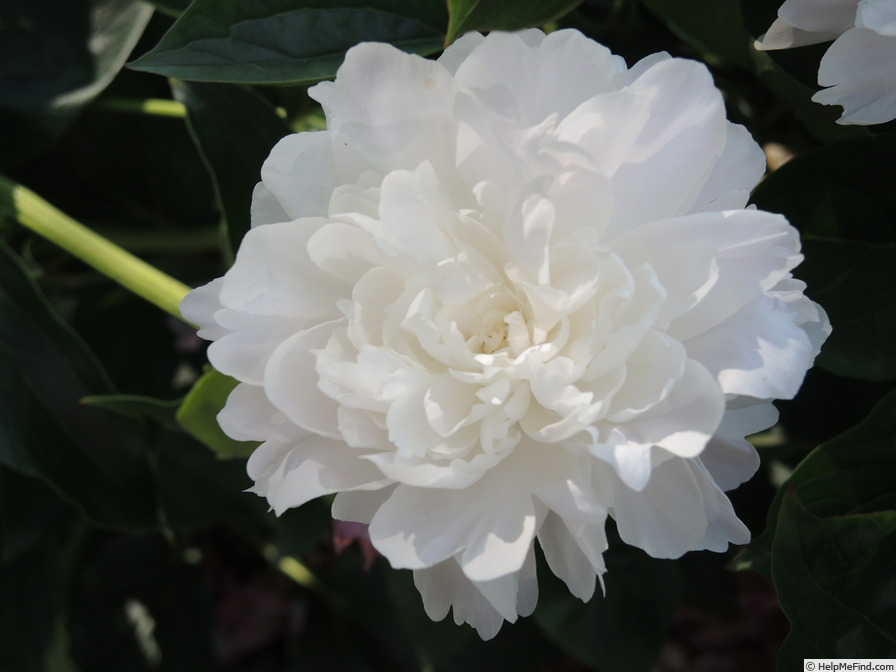 'President Wilson' peony photo