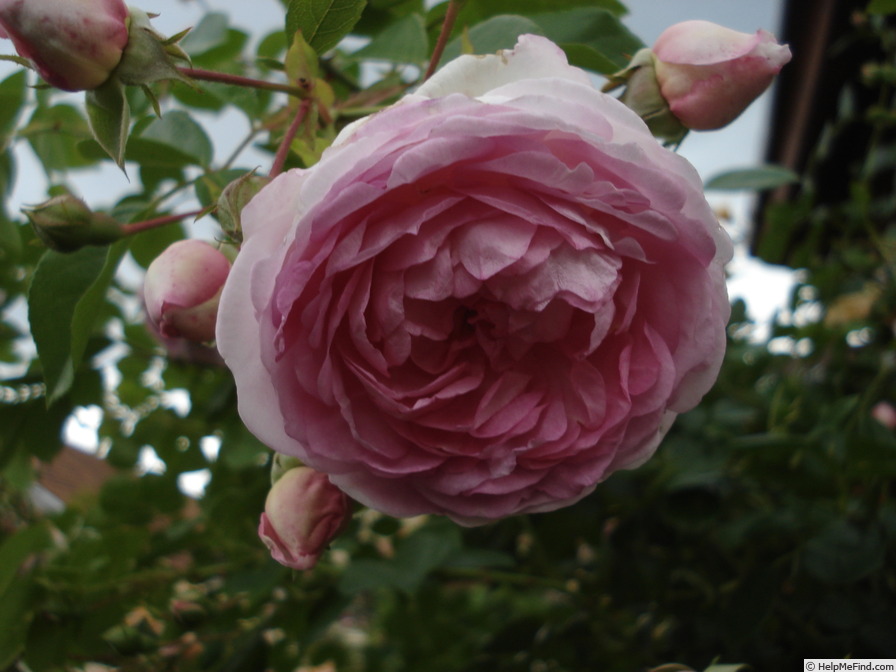'Jasmina ™ (LCl, Kordes, 1996)' rose photo