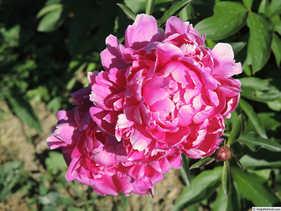 'Etienne Méchin' peony photo