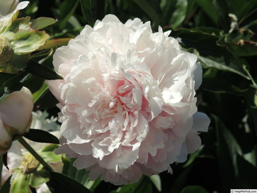 'Clemenceau' peony photo