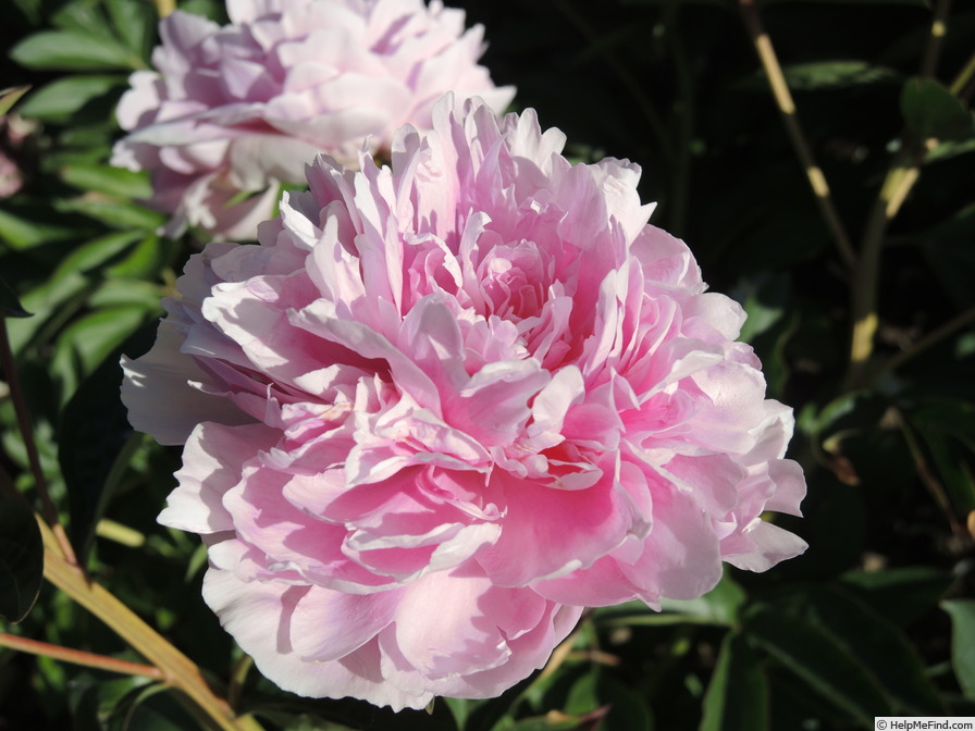 'Blanche King' peony photo