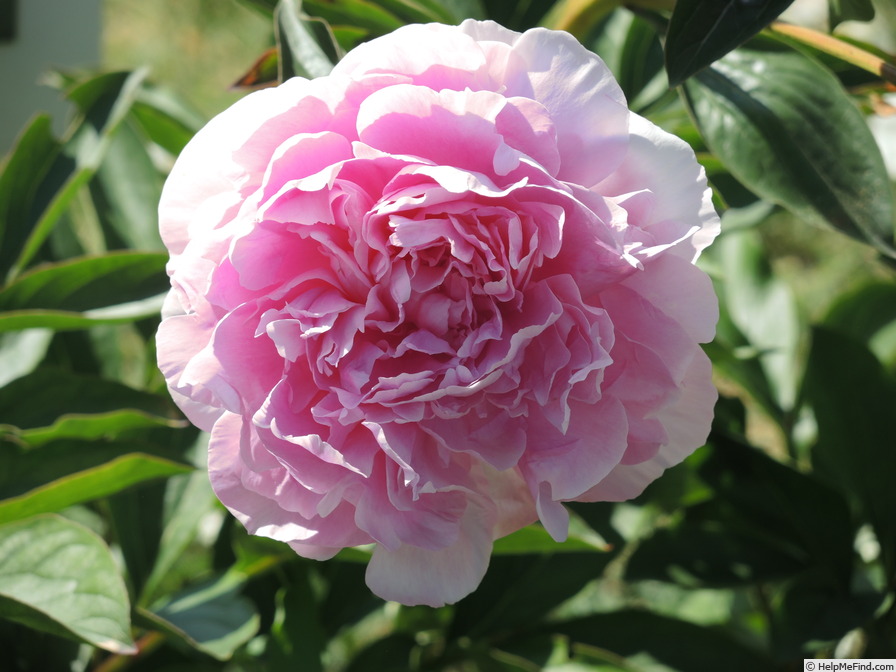 'Blanche King' peony photo
