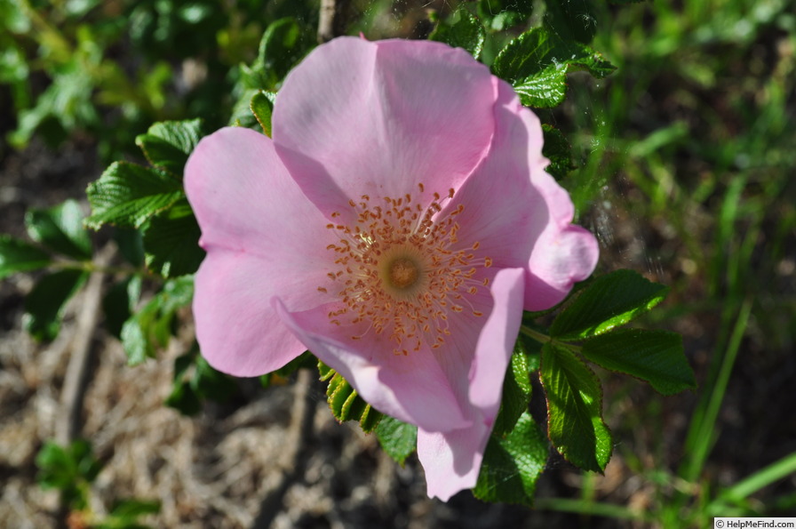 'Frau Dagmar Hastrup' rose photo