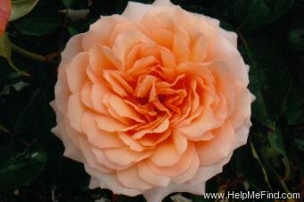 'Sammy (floribunda, Athy, 2002)' rose photo