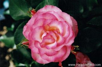 'Strawberry Ice' rose photo