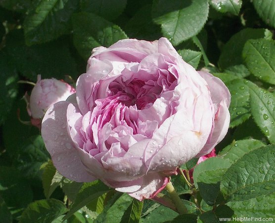 'Gloire de la France (hybrid centifolia, Bizard 1828)' rose photo