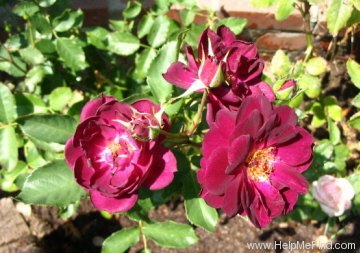 'Midnight Blue ™' rose photo