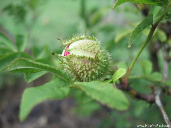 '<i>Rosa roxburghii</i> f. <i>plena</i> Rehder synonym' rose photo