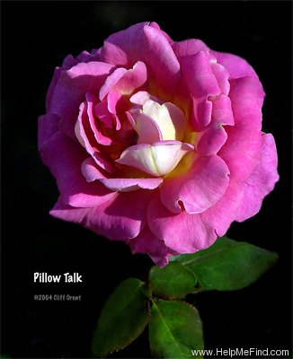 'Pillow Talk' rose photo
